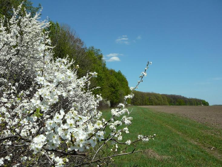 Кам'янка з panoramio.com - Каменка