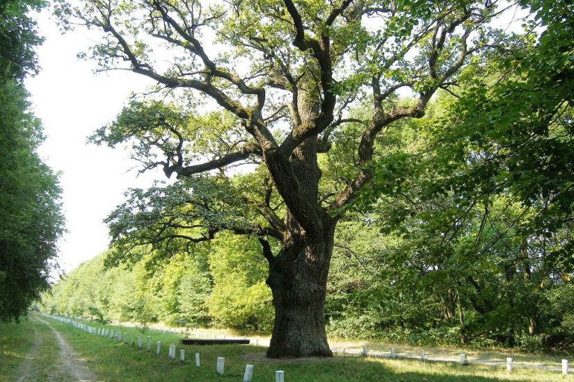 Диканька з panoramio.com - Диканька