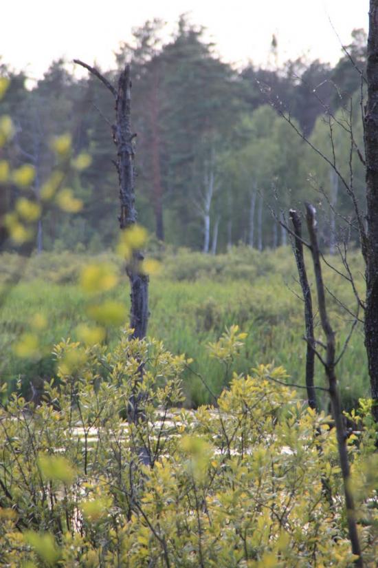 Кошари з panoramio.com - Кошари
