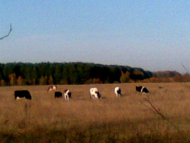 Тишів з panoramio.com - Тишев