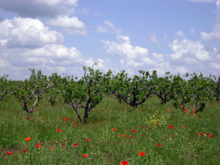 Софіївка з panoramio.com - Софіївка