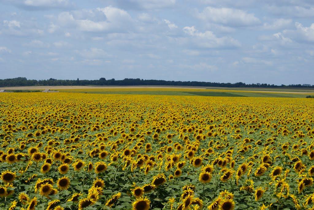 Нові Санжари з panoramio.com - Нові Санжари