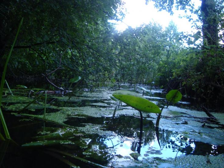 Брідок з panoramio.com - Брідок