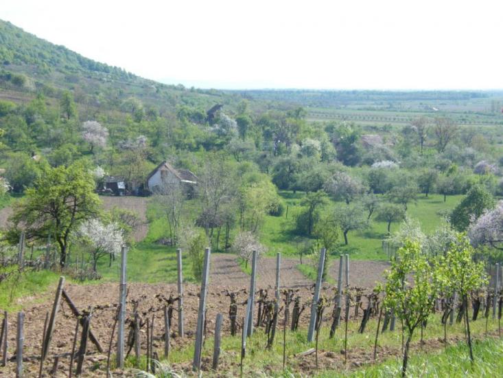 Оклі Гедь з panoramio.com - Окли Гедь