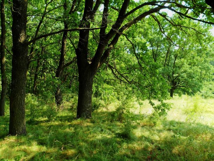 Ворошилівка з panoramio.com - Ворошиловка