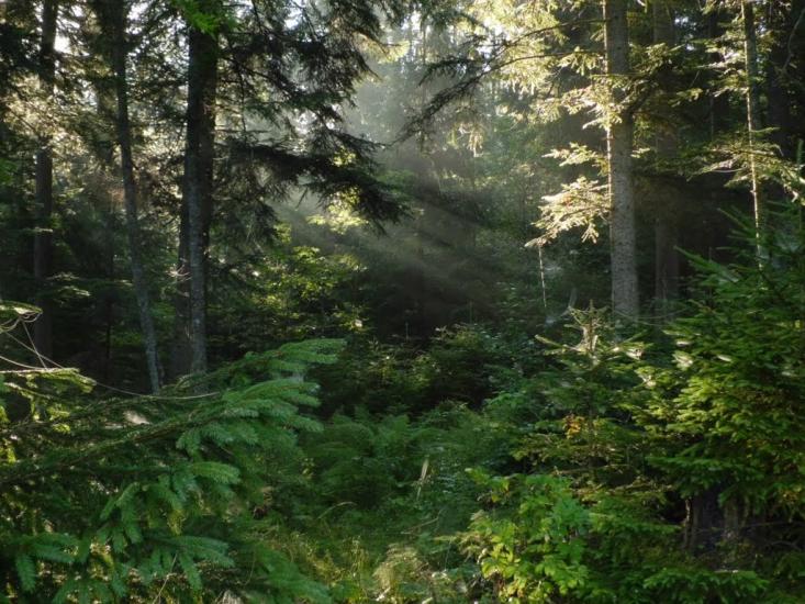 Вороненко з panoramio.com - Voronenko