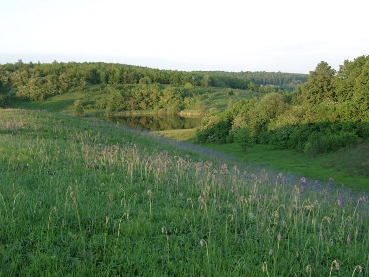 Кулібаба з panoramio.com - Кулібаба