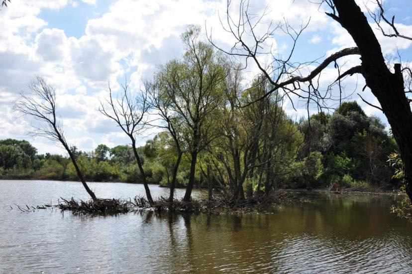 Кривошиїнці з panoramio.com - Кривошиїнці