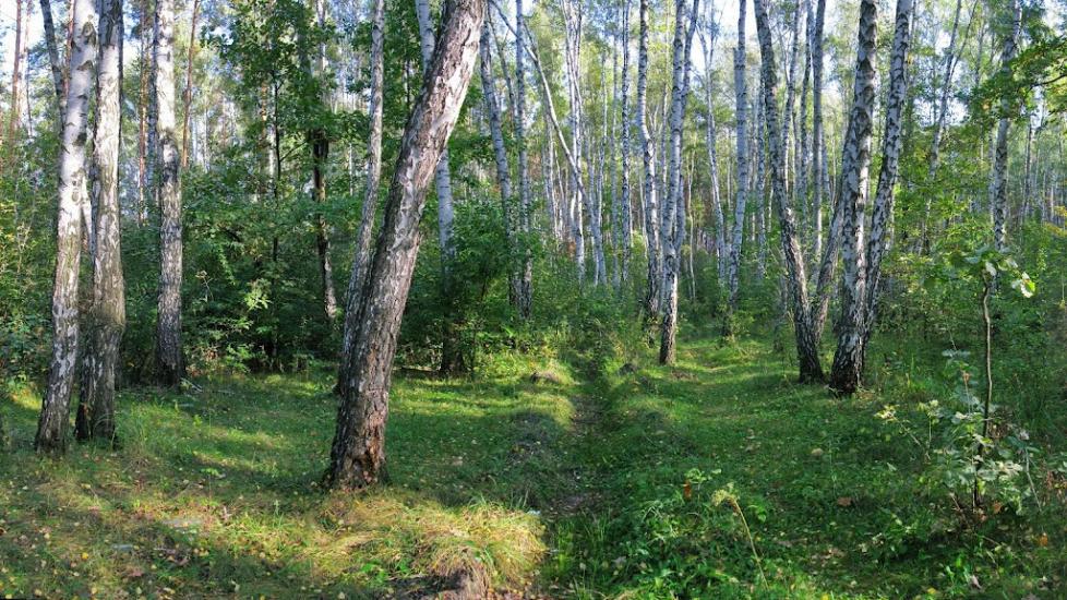 Княжичі з panoramio.com - Knyazhychi