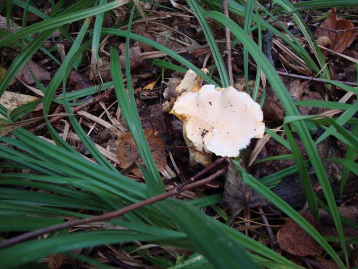 Руські Тишки з panoramio.com - Руські Тишки