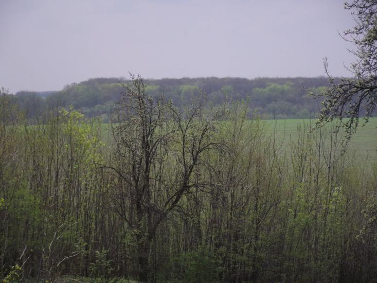Дерегівка з panoramio.com - Дереговка