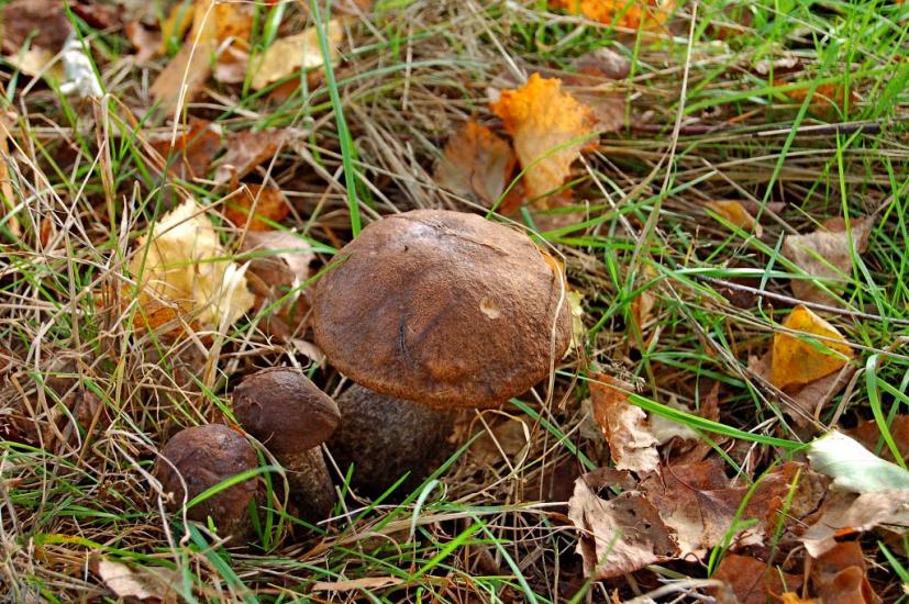 Велика Ведмежка з panoramio.com - Великая Ведмежка