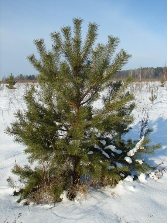 Мохначі з panoramio.com - Мохначі