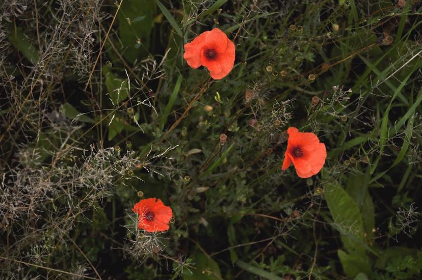 Лучківці з panoramio.com - Лучківці