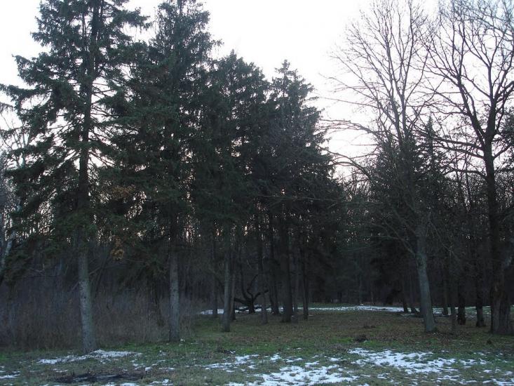 Зелений Гай з panoramio.com - Зеленый Гай