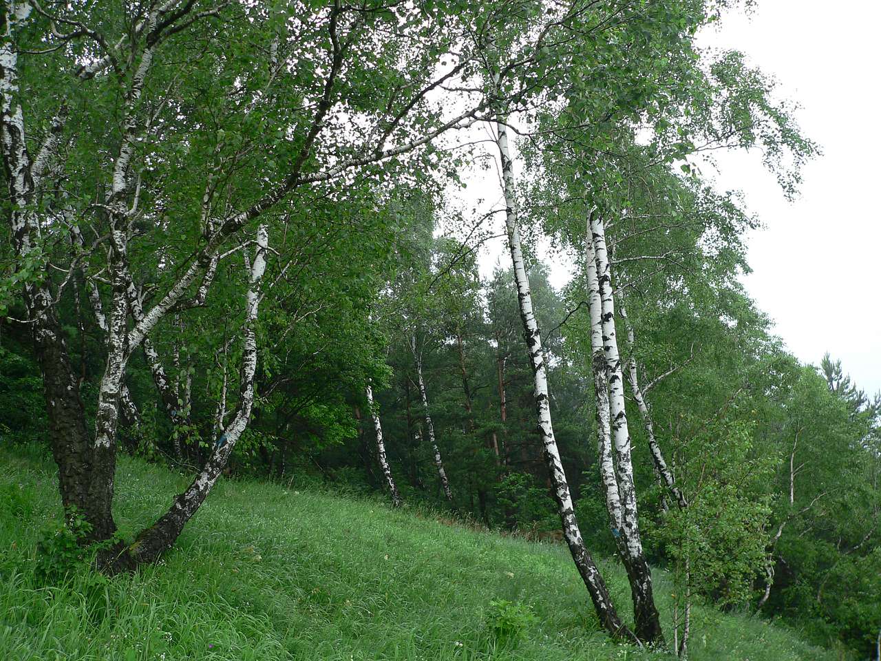 кременець - Kremenets