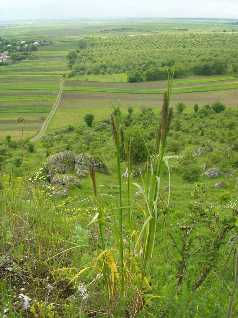 краєвиди - Паївка