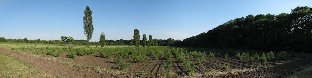 Веселі Боковеньки з panoramio.com - Veseli Bokovenky