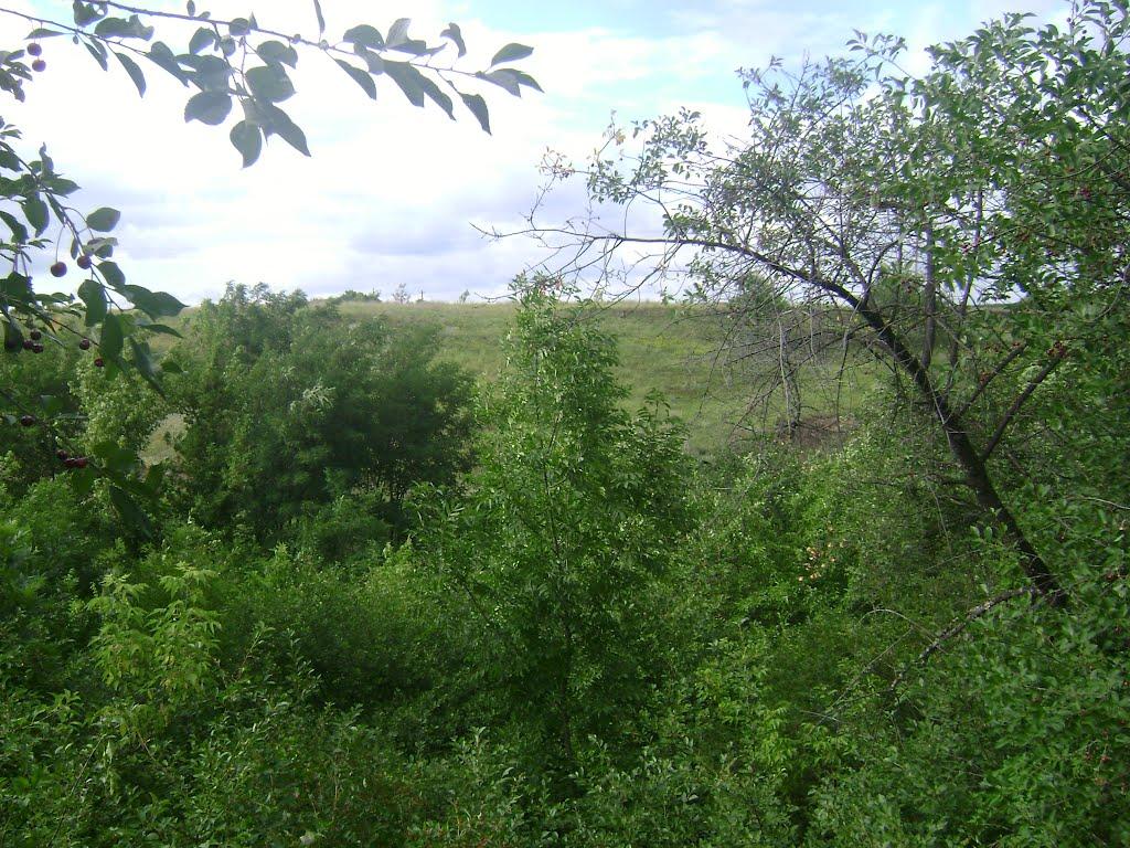 Нові Санжари з panoramio.com - Новые Санжары