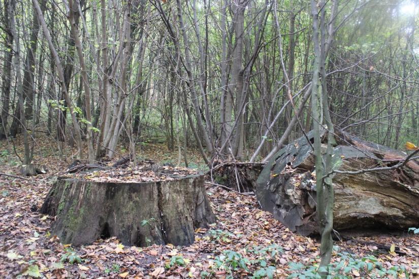 Червоні Яри з panoramio.com - Червоні Яри