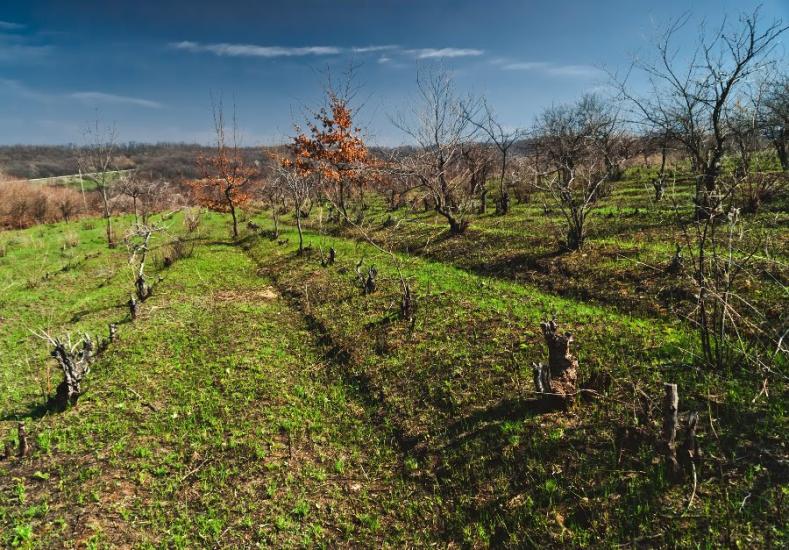 Кам'яні Потоки з panoramio.com - Kamyani Potoky
