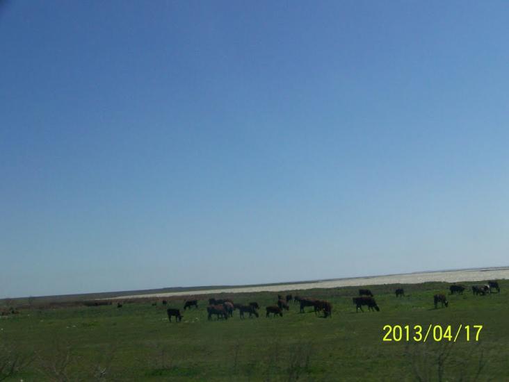 Чонгар з panoramio.com - Чонгар