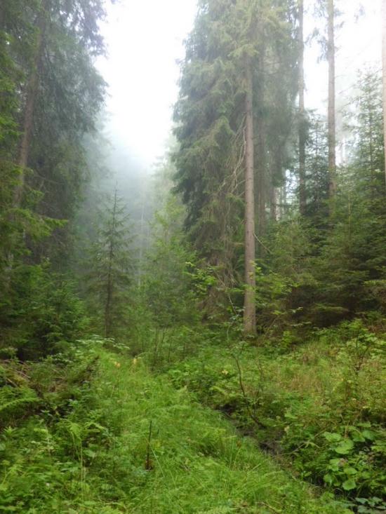 Вороненко з panoramio.com - Voronenko