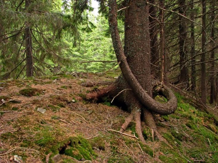 Осмолода з panoramio.com (ч.2) - Осмолода