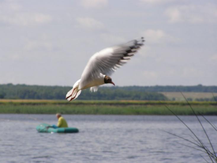 Хрінники з panoramio.com - Хренники
