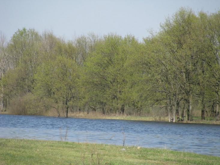 Миси з panoramio.com - Mysy