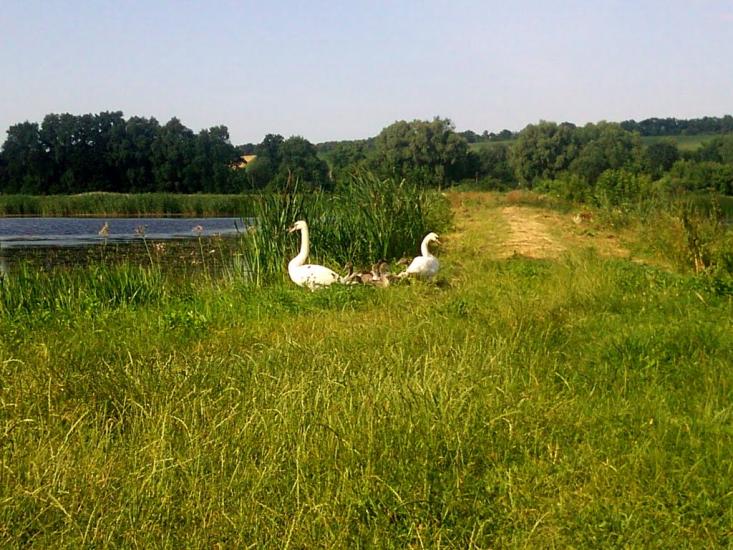 Гопчиця з panoramio.com - Гопчиця