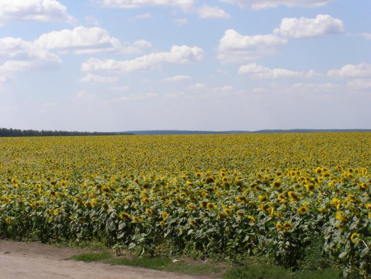 Плетенівка з panoramio.com - Плетеновка