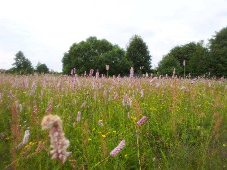 Кримок з panoramio.com - Крымок