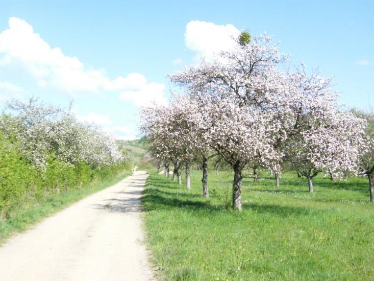 Оклі Гедь з panoramio.com - Окли Гедь