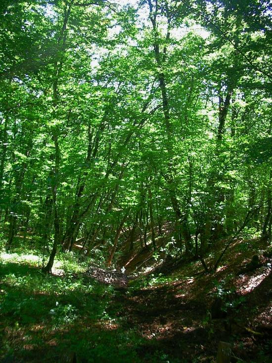 Високе з panoramio.com - Высокое