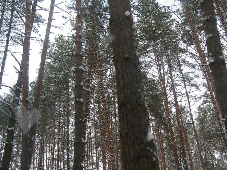 Суслівка з panoramio.com - Суслівка