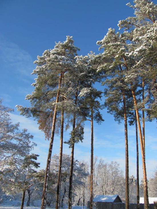 Гончарівське з panoramio.com - Goncharivske