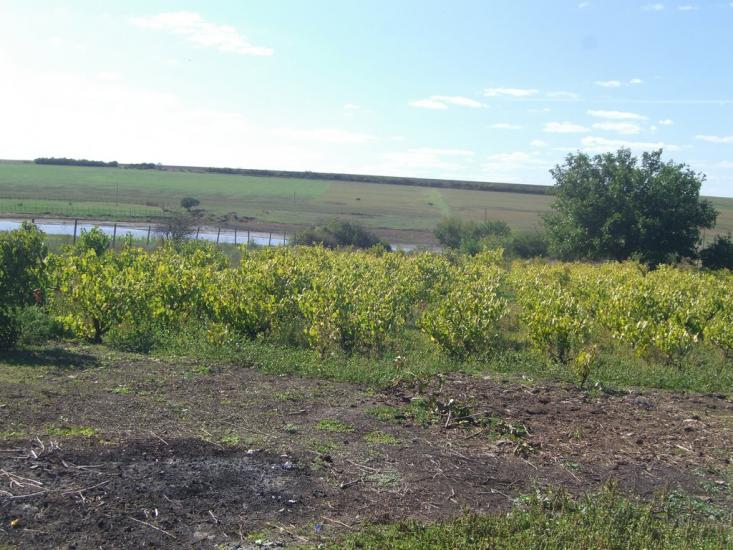 Василівка з panoramio.com - Василівка