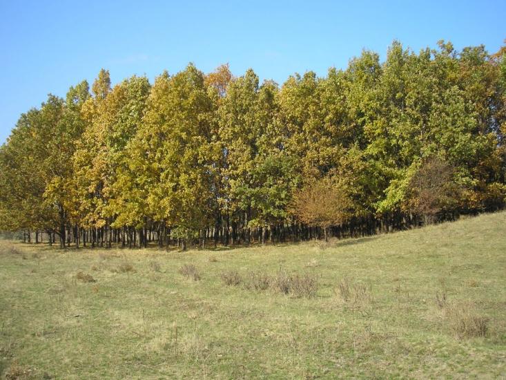 Малоянисоль з panoramio.com - Малоянисоль