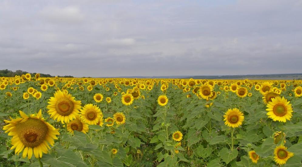 Розсохувате з panoramio.com - Рассоховатое