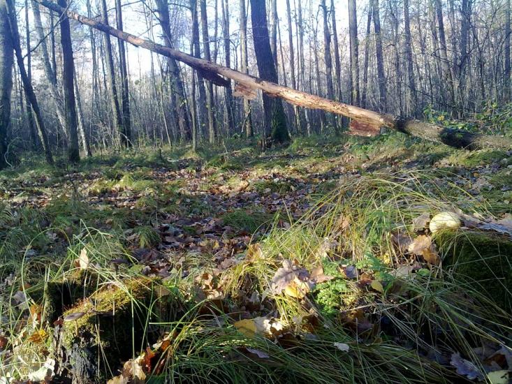 Вересівка з panoramio.com - Вересовка