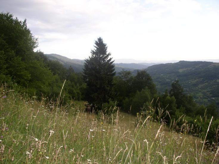 Косівська Поляна з panoramio.com - Косівська Поляна