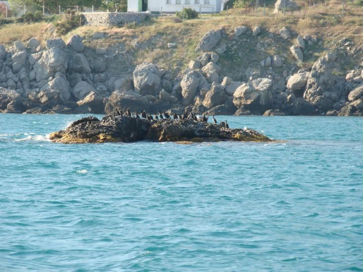 Олива з panoramio.com - Олива
