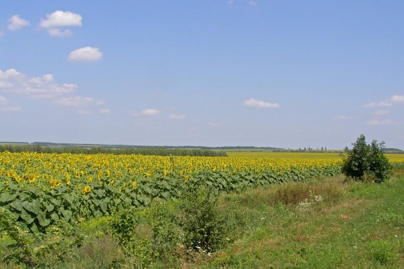 Розсохувате з panoramio.com - Розсохувате