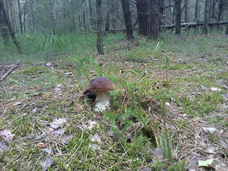 Будилівка з panoramio.com - Будилівка