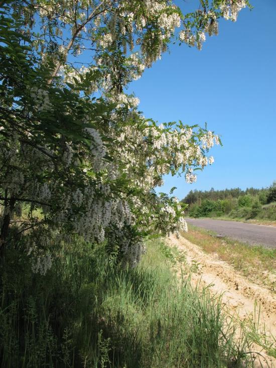 Крейдянка з panoramio.com - Крейдянка