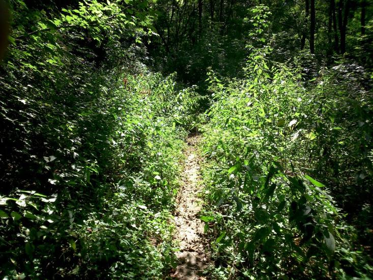 Прибузьке з panoramio.com - Прибузьке