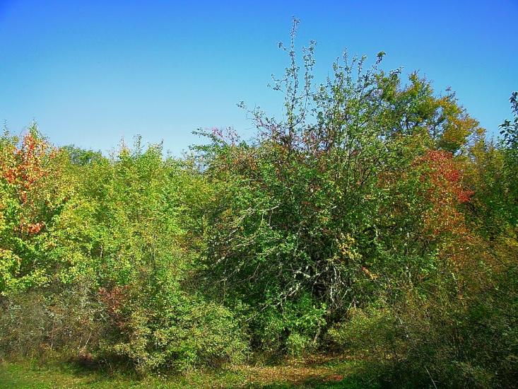 Плотинне з panoramio.com - Плотинное