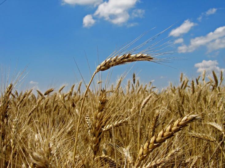 Золота Поляна з panoramio.com - Золота Поляна