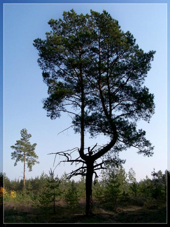 Ямпіль з panoramio.com - Ямполь